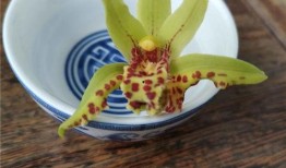 猫咪吃兰瓜,一场意外的健康冒险