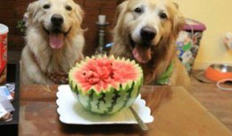 狗狗吃瓜歇后语,趣味横生的歇后语故事