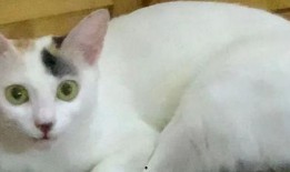 装可怜有瓜吃,揭秘装可怜者的瓜分之道