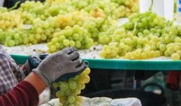 西班牙语吃瓜,文化碰撞与语言魅力