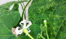 花朵吃瓜,一场视觉与味觉的盛宴