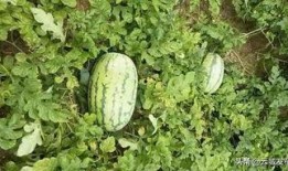 河口有瓜吃,瓜果飘香，共享丰收喜悦