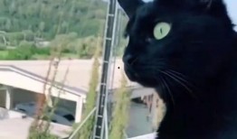 吵架吃瓜的青蛙,一场吵闹的瓜界风云