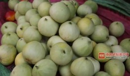 南宁高校吃瓜,一场别开生面的“吃瓜”盛宴