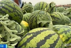 全公司同事吃瓜,吃瓜狂欢背后的团队凝聚力