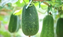 吃瓜到底是吃的什么瓜,究竟在品尝何种瓜果之谜