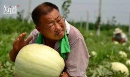 拍瓜吃瓜,揭秘瓜界风云录