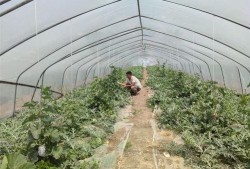 唱歌棚吃瓜,揭秘唱歌棚里的欢乐时光