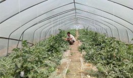 唱歌棚吃瓜,揭秘唱歌棚里的欢乐时光