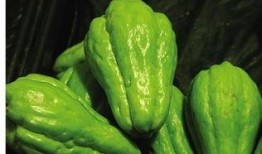 佛手瓜吃有毒吗,揭秘其是否有毒之谜