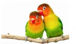 幸福鸟吃瓜视频大全