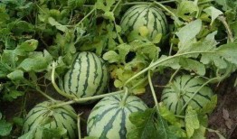 瓜吃不停,揭秘娱乐圈的甜蜜诱惑与麻辣冲突