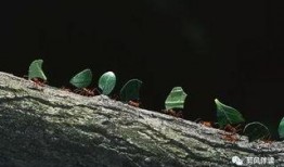 蚁蚁带你吃瓜,蚁蚁带你探索瓜界奇闻异事