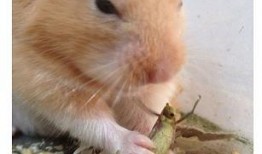 小老鼠偷瓜吃,一场趣味盎然的田园冒险