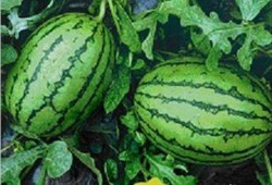 当水果吃的瓜,当水果吃的瓜，美味与营养并存