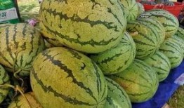 深圳全民吃瓜科技,揭秘科技与娱乐的跨界融合