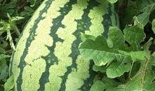 地里吃瓜图片大全,地里吃瓜图片大全集锦