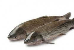 草鱼吃茭瓜吗,探究草鱼是否喜食茭瓜的奥秘