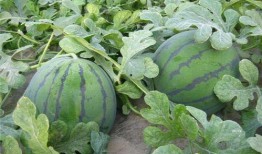 吃瓜传送地,探寻美食背后的传奇故事