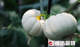 潍坊东城天台吃瓜,夏日吃瓜新风尚，共享清凉好时光