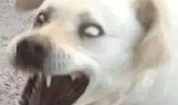 吃瓜狗表情,揭秘网络时代的社交新宠