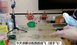 猫咪吃瓜看戏图片,猫咪吃瓜看戏，萌态十足