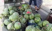 镇远酒店吃瓜事件,一场网络热议背后的真相揭秘