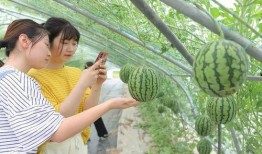 南倾在线吃瓜,揭秘娱乐圈的“吃瓜”盛宴