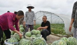 微信吃瓜公,网络舆论场中的“瓜王”传奇