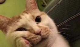 瓜哥吃瓜画猫图片大全,趣味横生的猫咪画作集锦