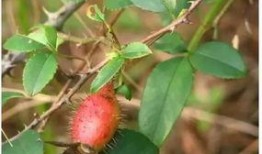 桃沢樱呀吃瓜,瓜田里的甜蜜诱惑