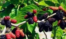 桑果瓜怎么吃,解锁美味新体验