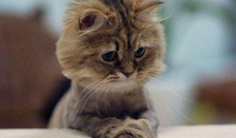 小猫吃网纹瓜好吗图片,萌趣瞬间捕捉