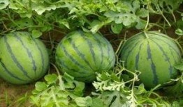 吃瓜到底是吃的什么瓜,究竟在品尝何种瓜果之谜