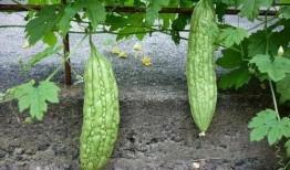 药老吃瓜,揭秘古代医者的趣味生活