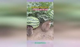刺猬瓜地吃瓜,一场别开生面的吃瓜盛宴