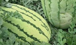 圆绿瓜怎么吃,探索美味与营养的完美融合