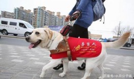 吃瓜导盲犬,萌宠与视障人士的温馨故事