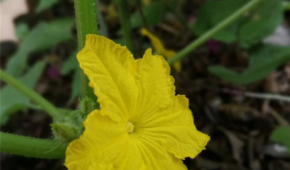 吃瓜赏花的好处,尽享吃瓜赏花之乐