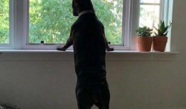 猫狗情侣吃瓜,共享欢乐时光