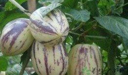 吃茄瓜注意什么,注意事项一览