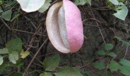 吃八月瓜怎么吃,解锁美味新体验