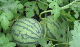 钱颖颖吃瓜,揭秘娱乐圈幕后真相