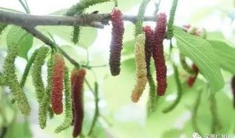 桑果瓜怎么吃,解锁美味新体验