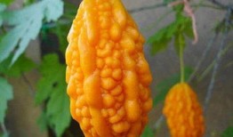 赖瓜怎么吃的,解锁美味新体验