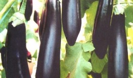 吃茄瓜多会怎样,过量食用茄瓜的健康影响揭秘