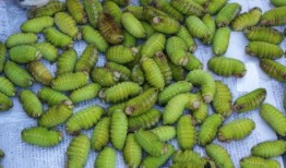 蚕可以吃黄色瓜吗