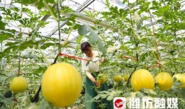 潍坊东城天台吃瓜,夏日吃瓜新风尚，共享清凉好时光