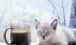 瓜哥吃瓜画猫图片大全,趣味横生的猫咪画作集锦