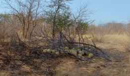 雪圈大型吃瓜现场,大型吃瓜现场，揭秘冬日狂欢背后的秘密